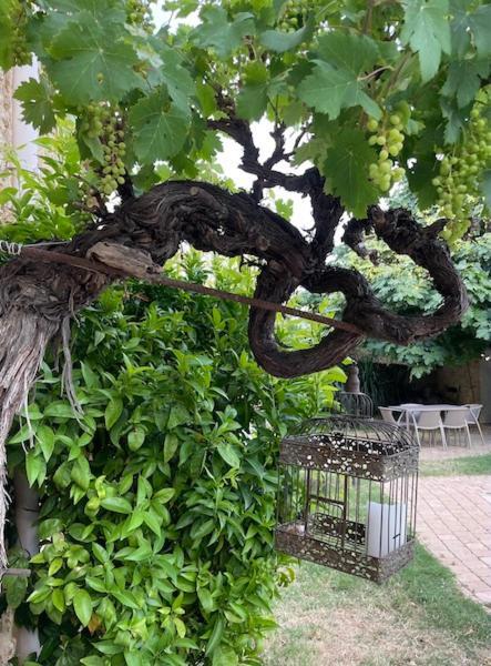 Chambres D'Hotes La Soulenque Luxury B & B Capestang Εξωτερικό φωτογραφία